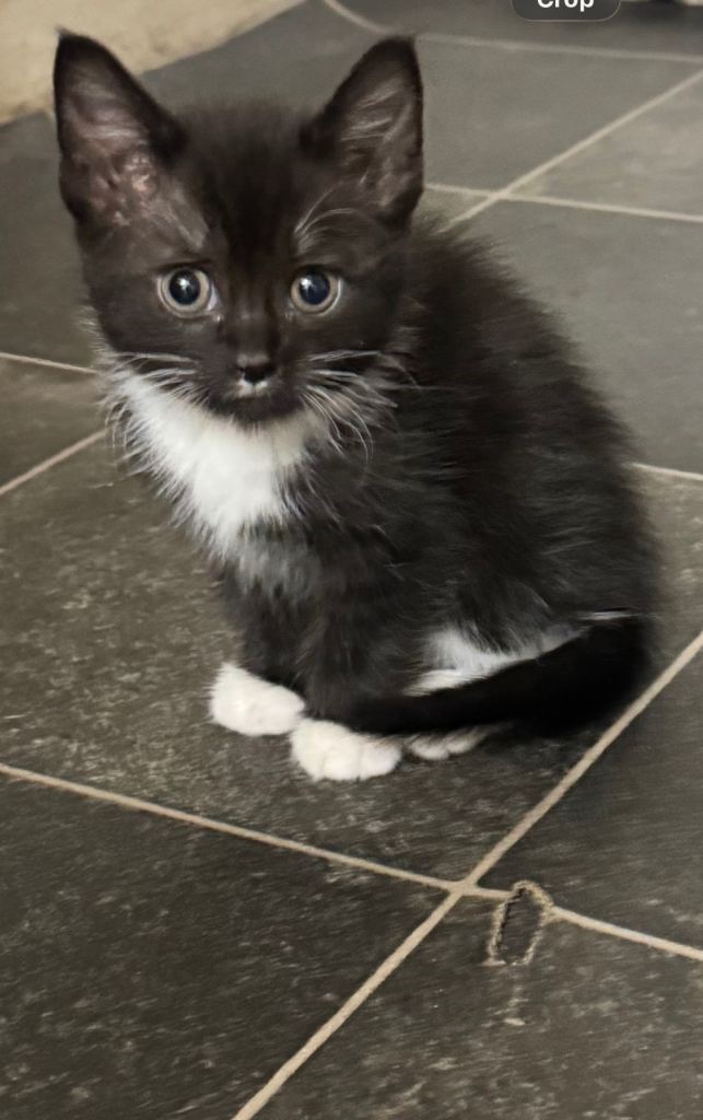 Kitten looking for new house 