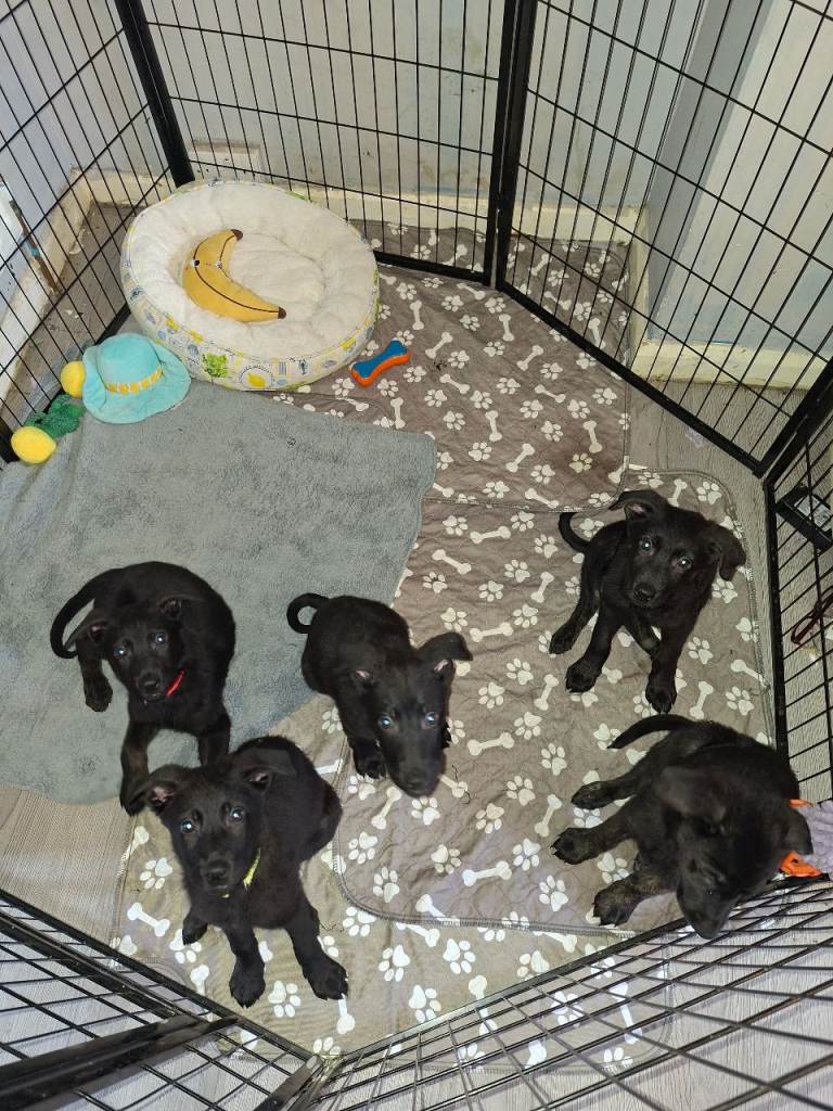 Shepherdor puppies ready to leave Now 