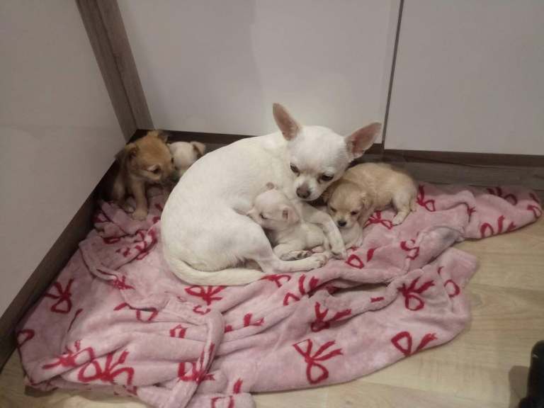 Chihuahua  puppies