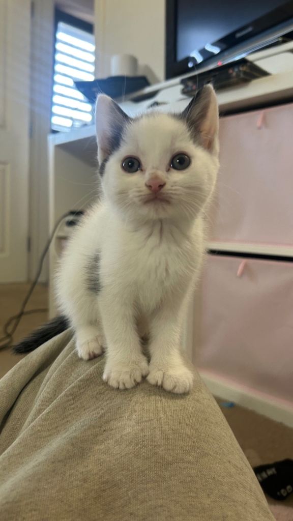 Black and White Kittens 