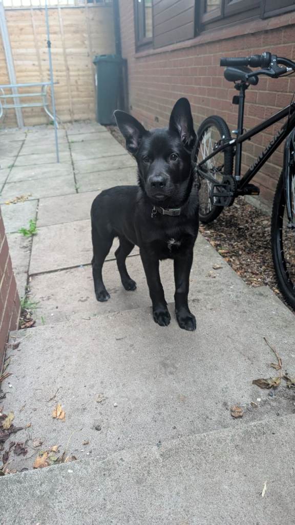 Puppy - German Shepherd cross, husikita