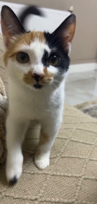 cute female kitten