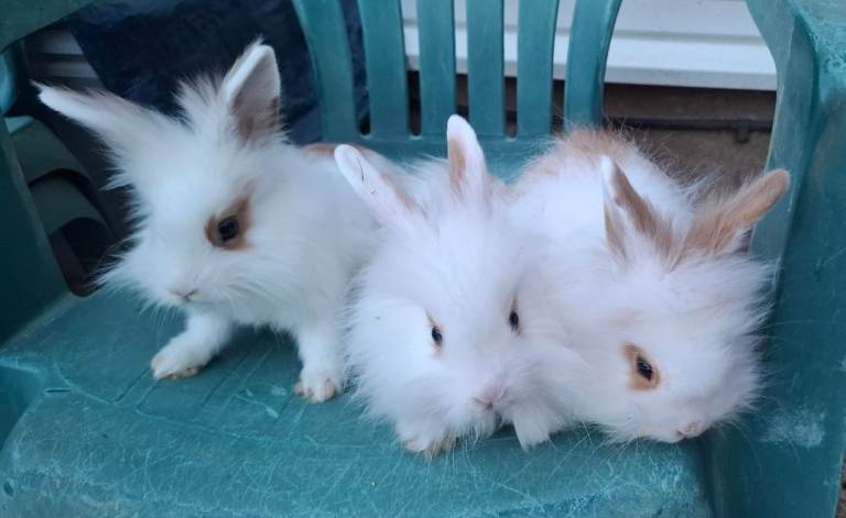 Lion head rabbit for Sale