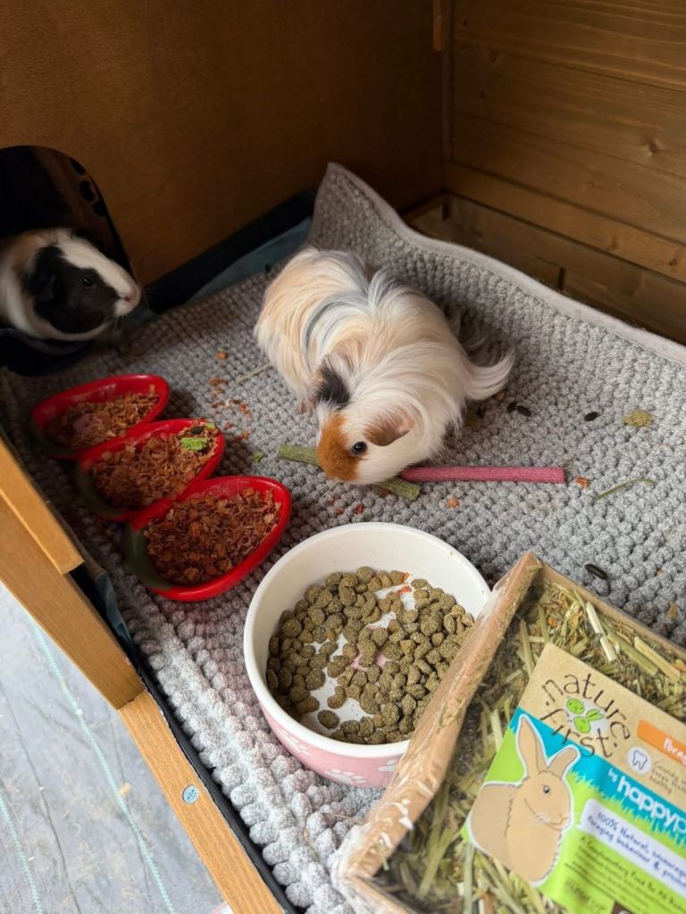 Guinea pigs an cage