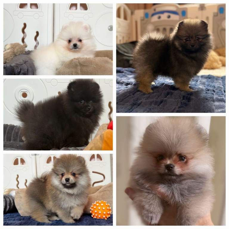 Teddy Face Pomeranian Puppies – Ready Now