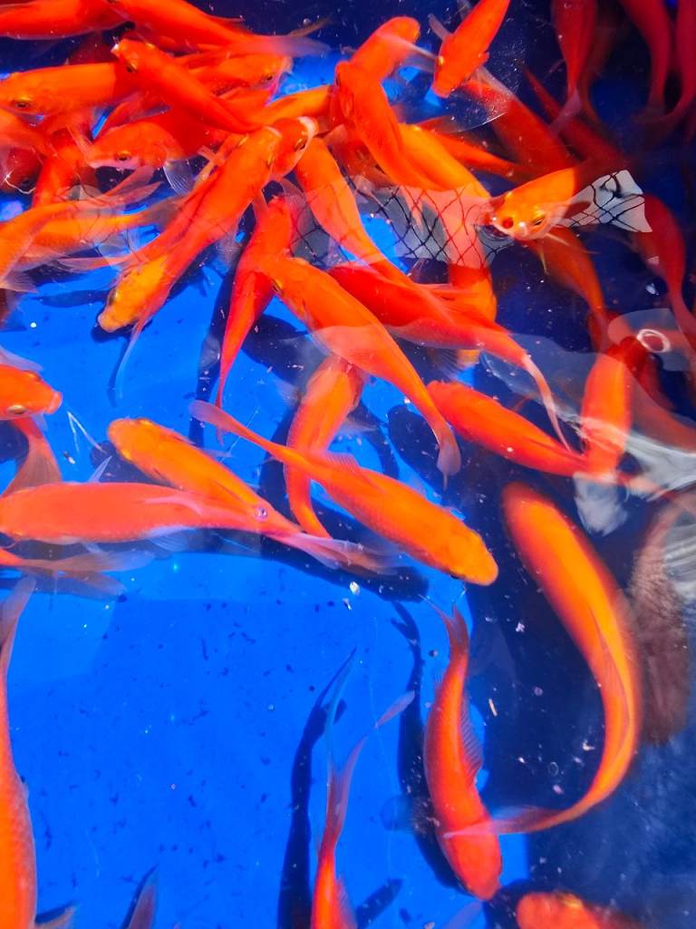 Mix pond fish 5 £20  goldfish 4 for £10