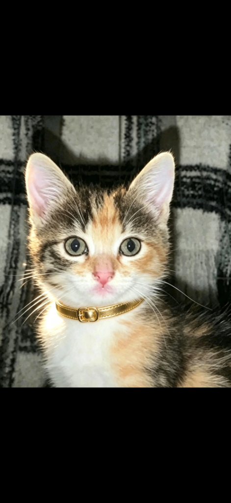 Adorable Kittens Looking for Their Forever Homes