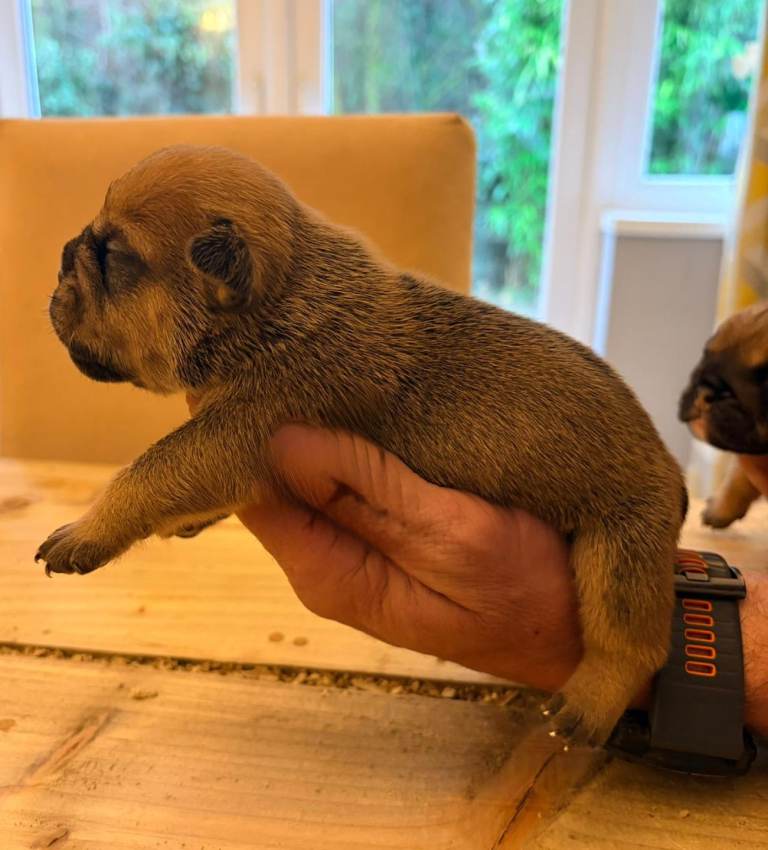 Beautiful Bulldog puppies 