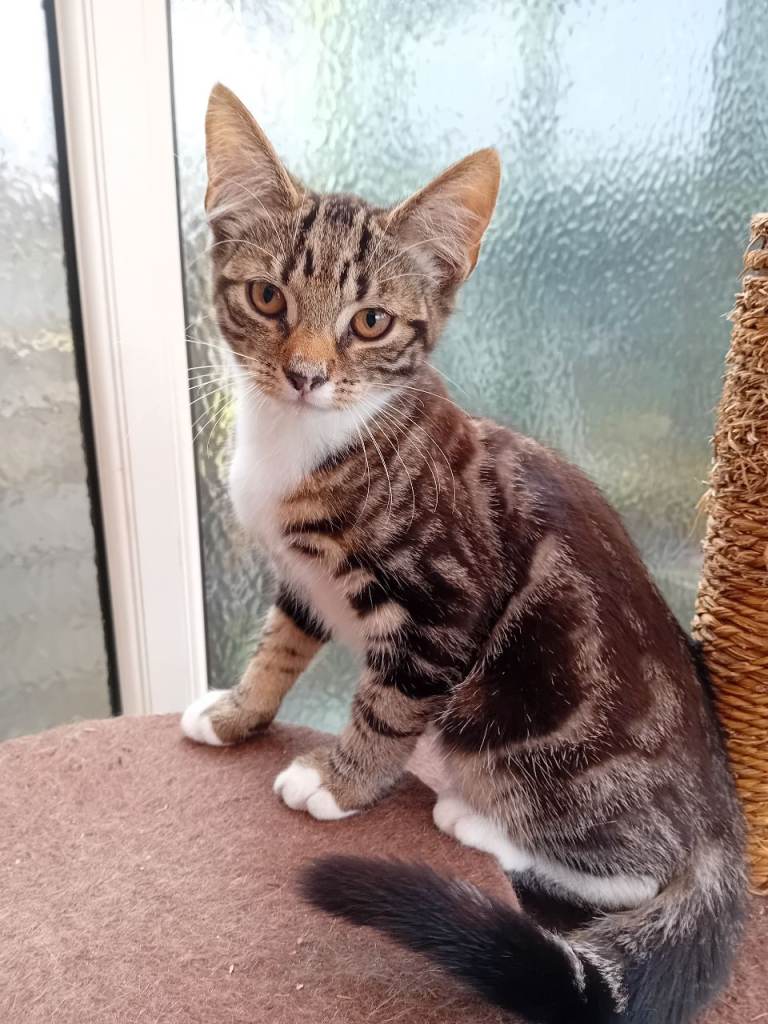2 male kittens 