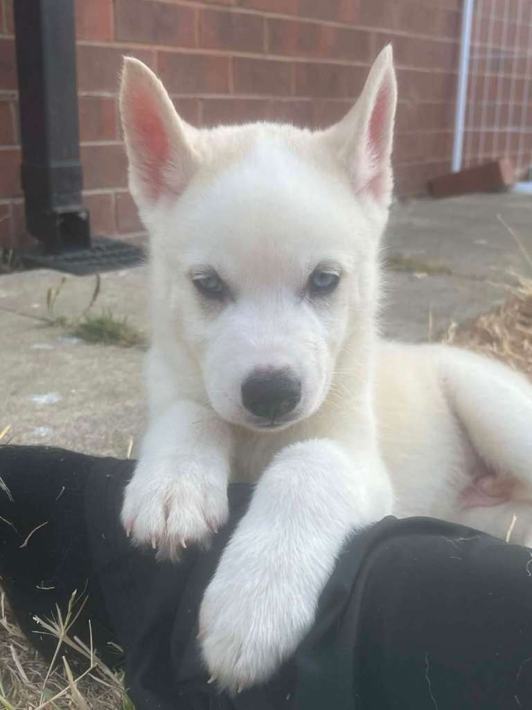 Puppies for sale
