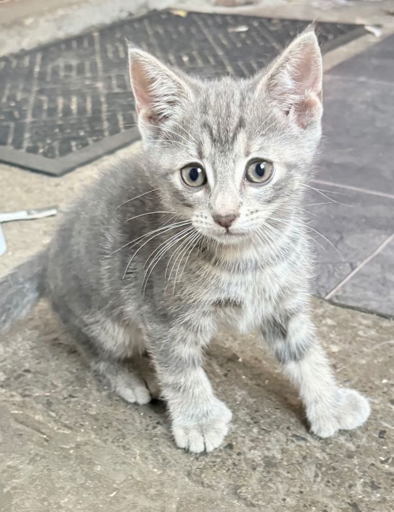 Kitten