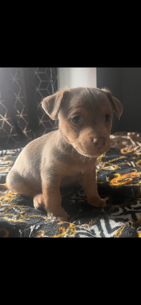 Wenlock Jack Russell 