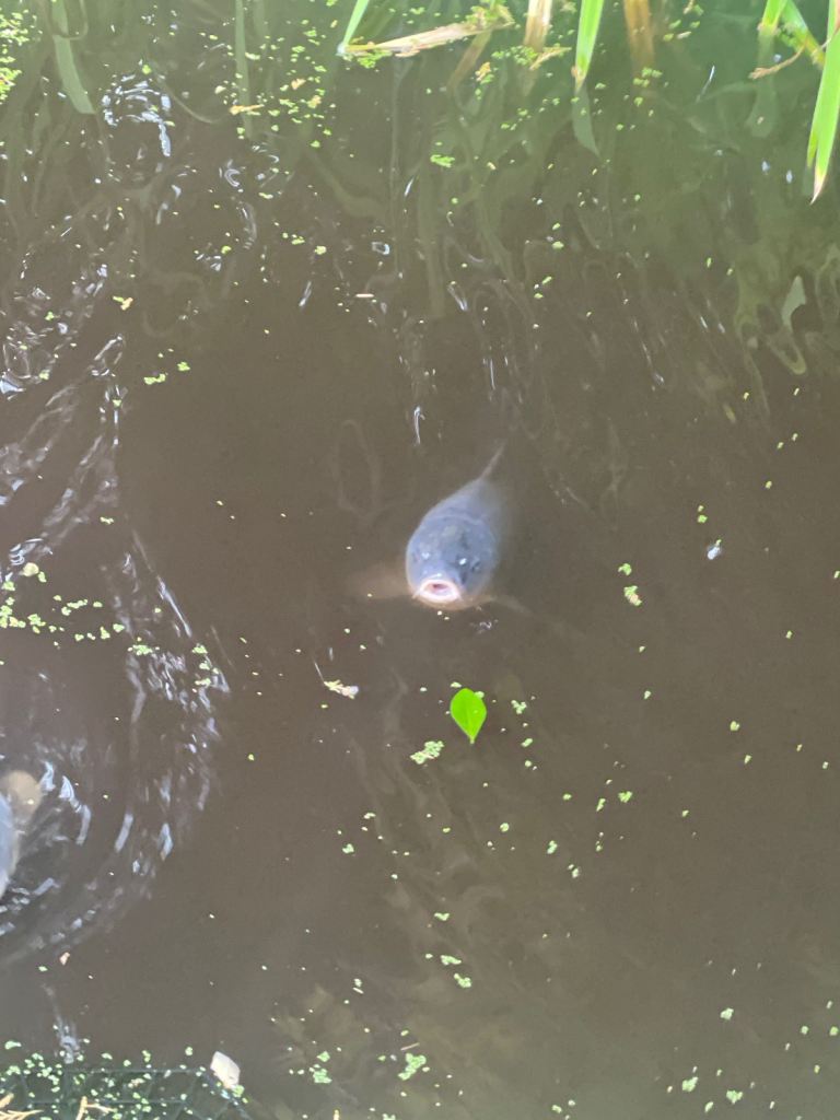 large pond fish’s 