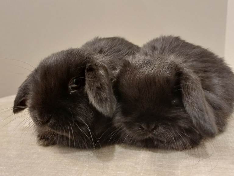 Adorable Mini Lops READY NOW