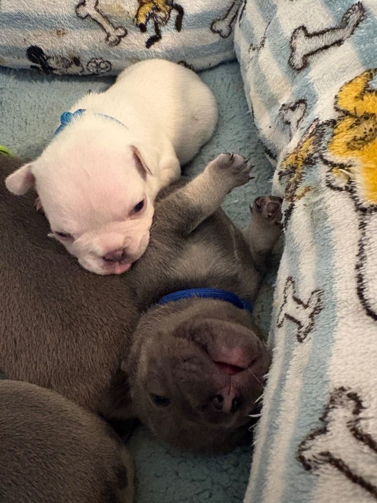 Kc French bulldog puppies