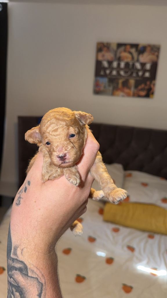2 beautiful male toy poodle puppies 