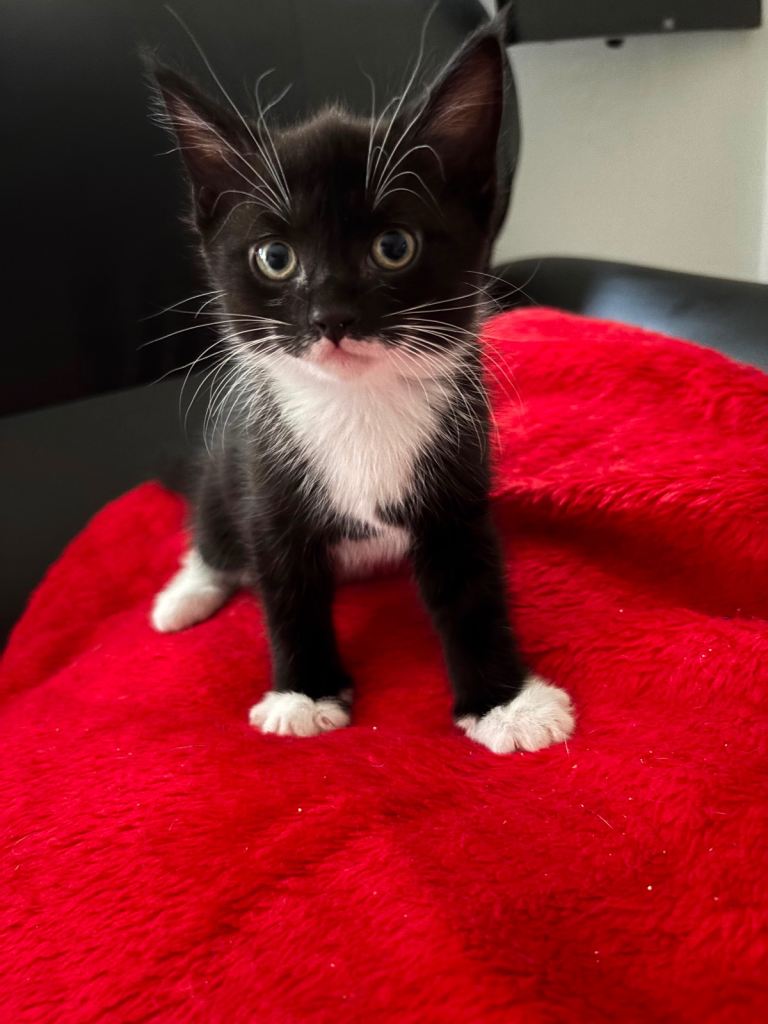 1 male kitten 2 female kitten 