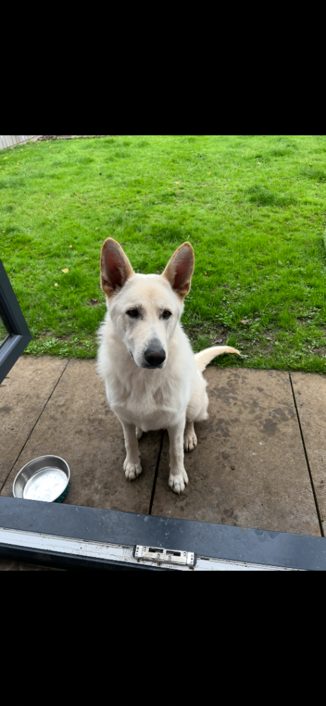 image for GERMAN SHEPHERD MALE 2 YEARS OLD