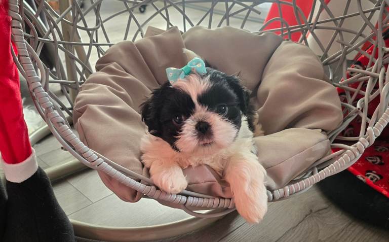 ShihTzu