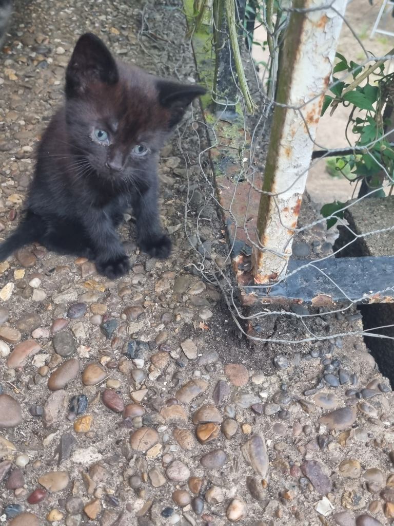 Adorable kittens 