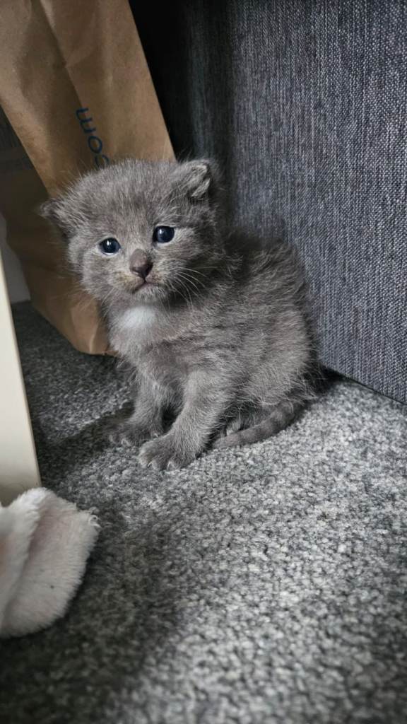 Sorry he has gone now * Gorgeous Male Short Haired Kitten for sale. 