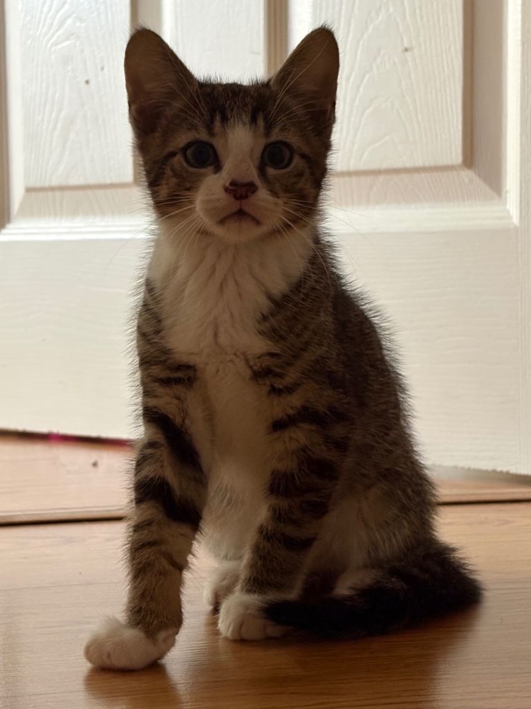 Kittens for sale