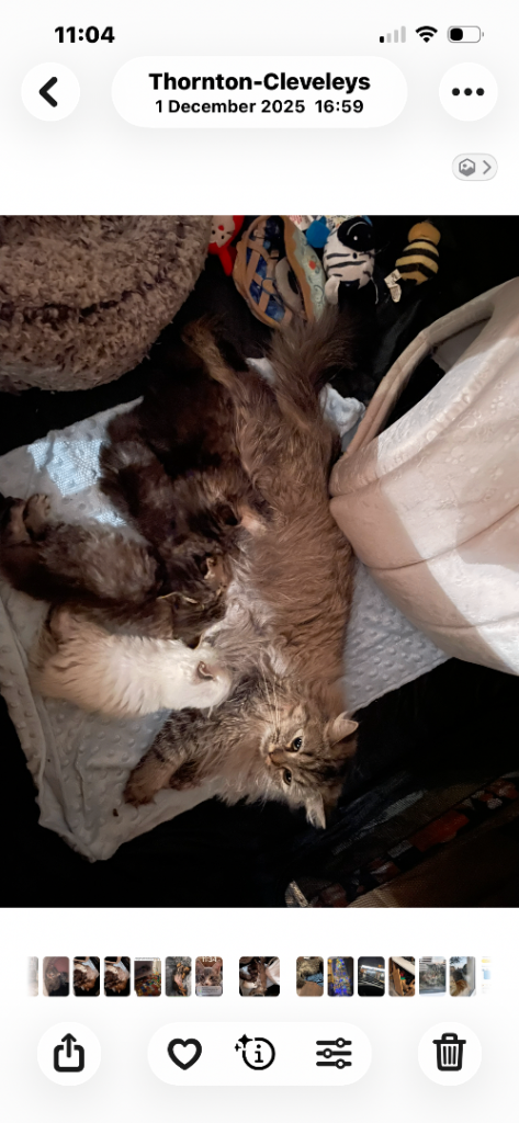 Ragdoll x Siberian 