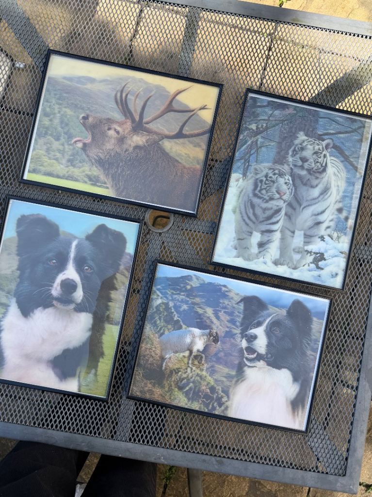 3D moving prints of animals x 4 bundle black thin frames 