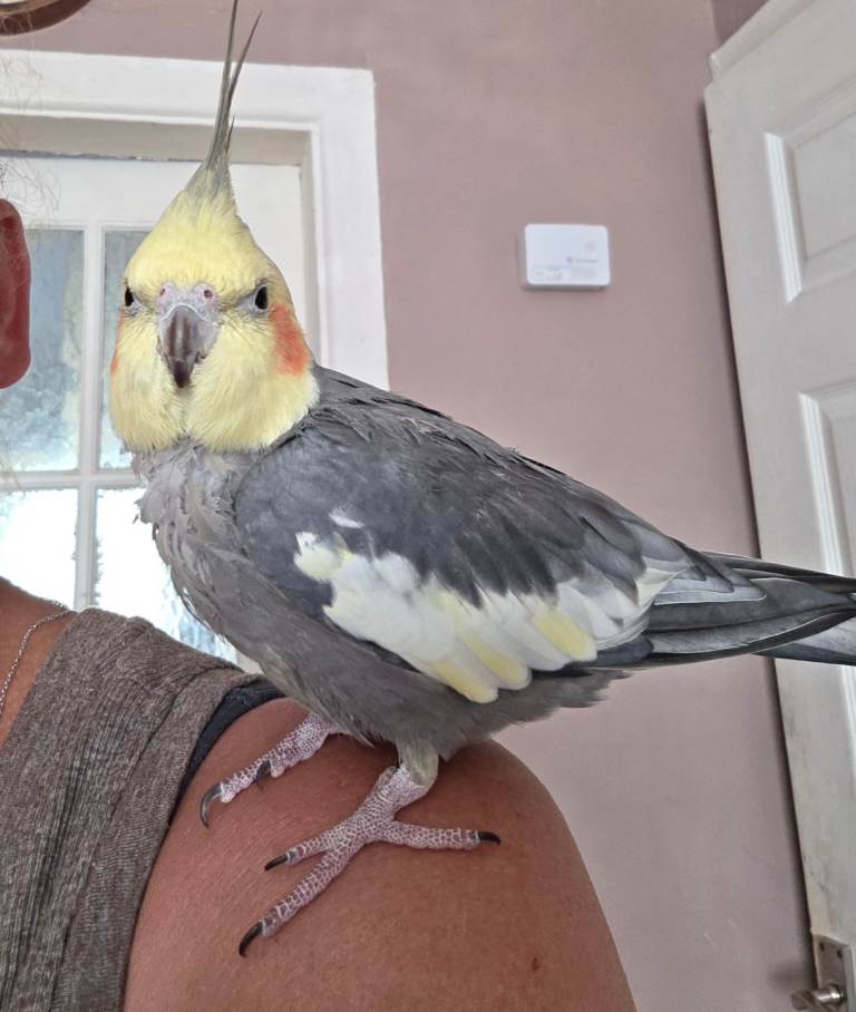 Semi tame male cockatiel 