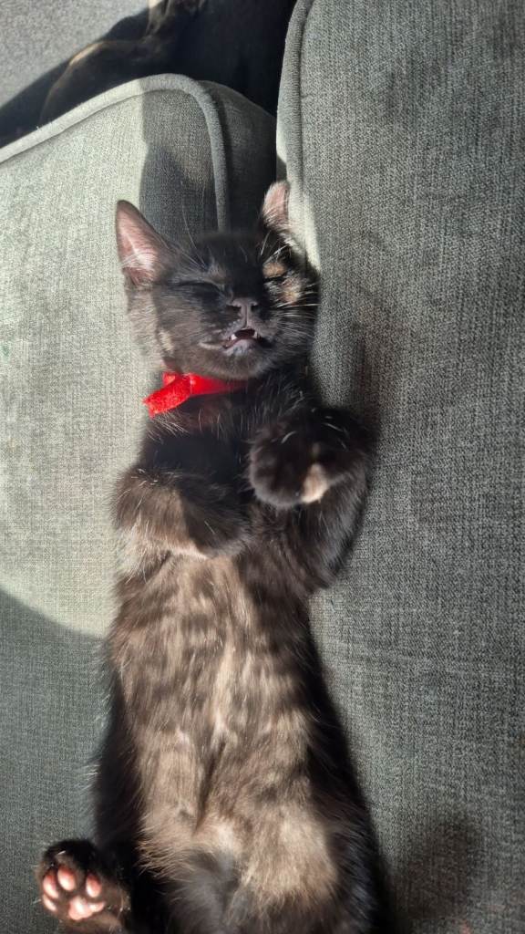Black kitten mixbreed x