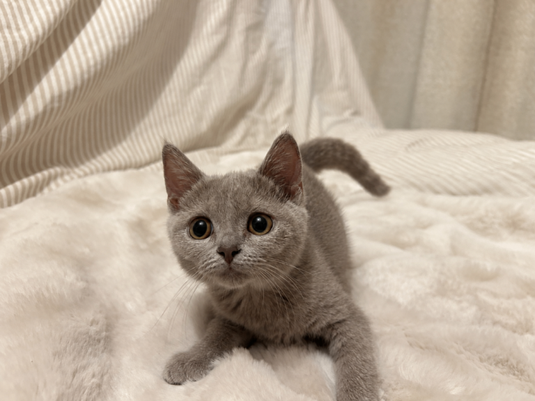 Beautiful British short hair x Russian blue 