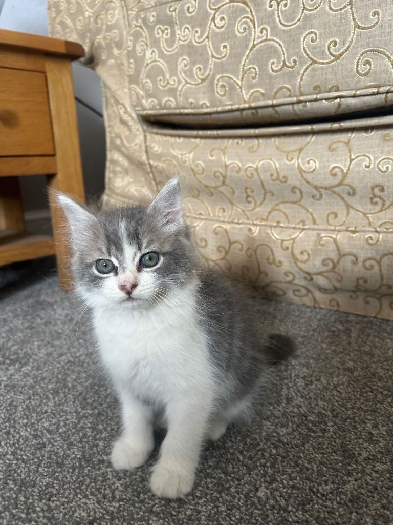 One gray male kitten for sale
