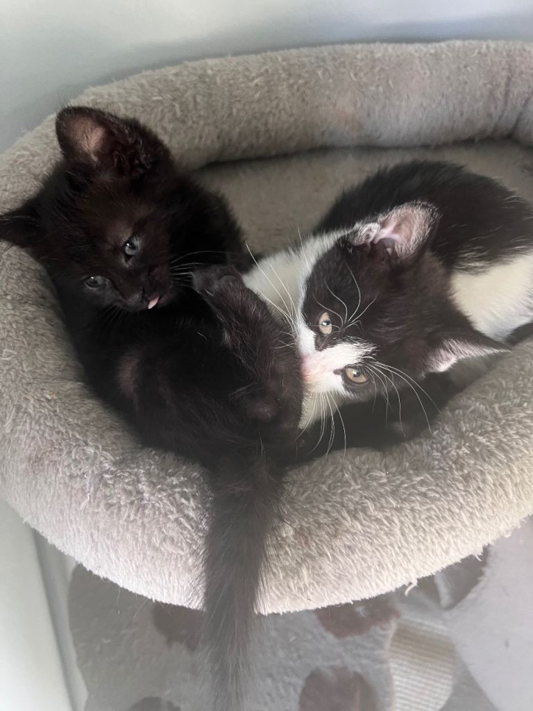 Two  Beautiful Female Kittens  9 weeks old Ready New Home 