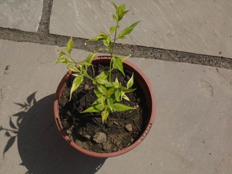 PINK JASMINE