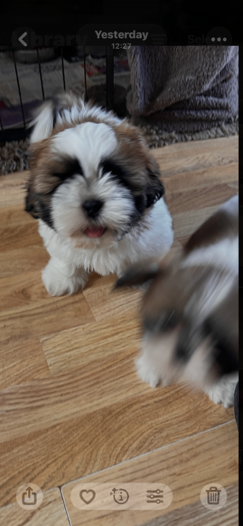 Shih Tzu puppies 
