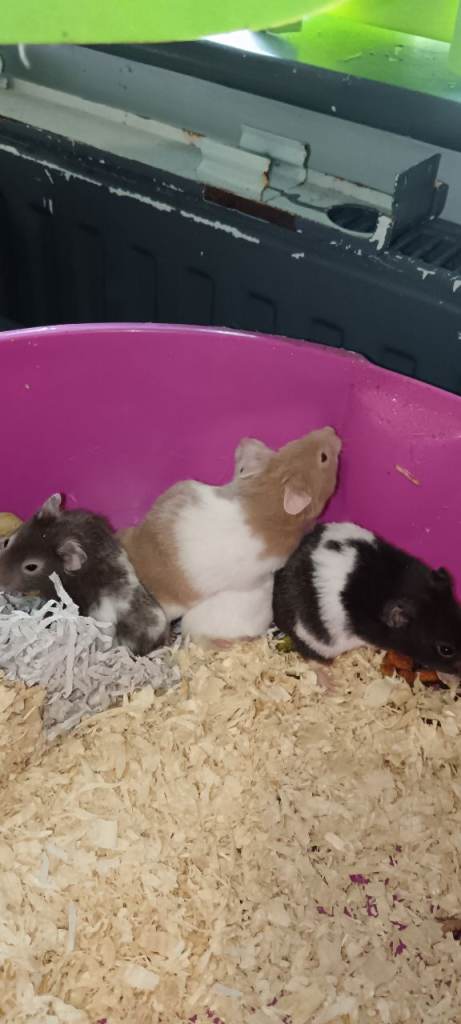 Syrain hamster babies 