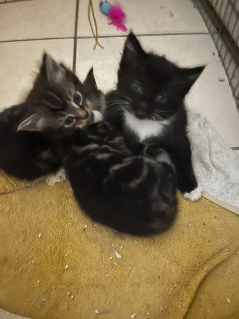 Kittens