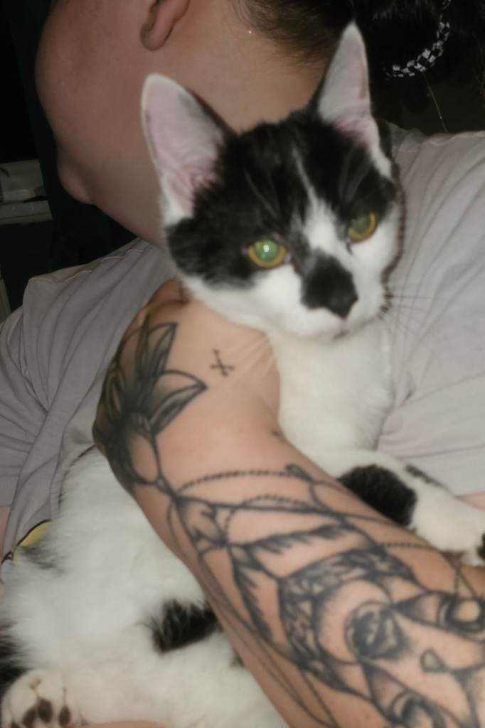 2 black and white male cats 6 months old 