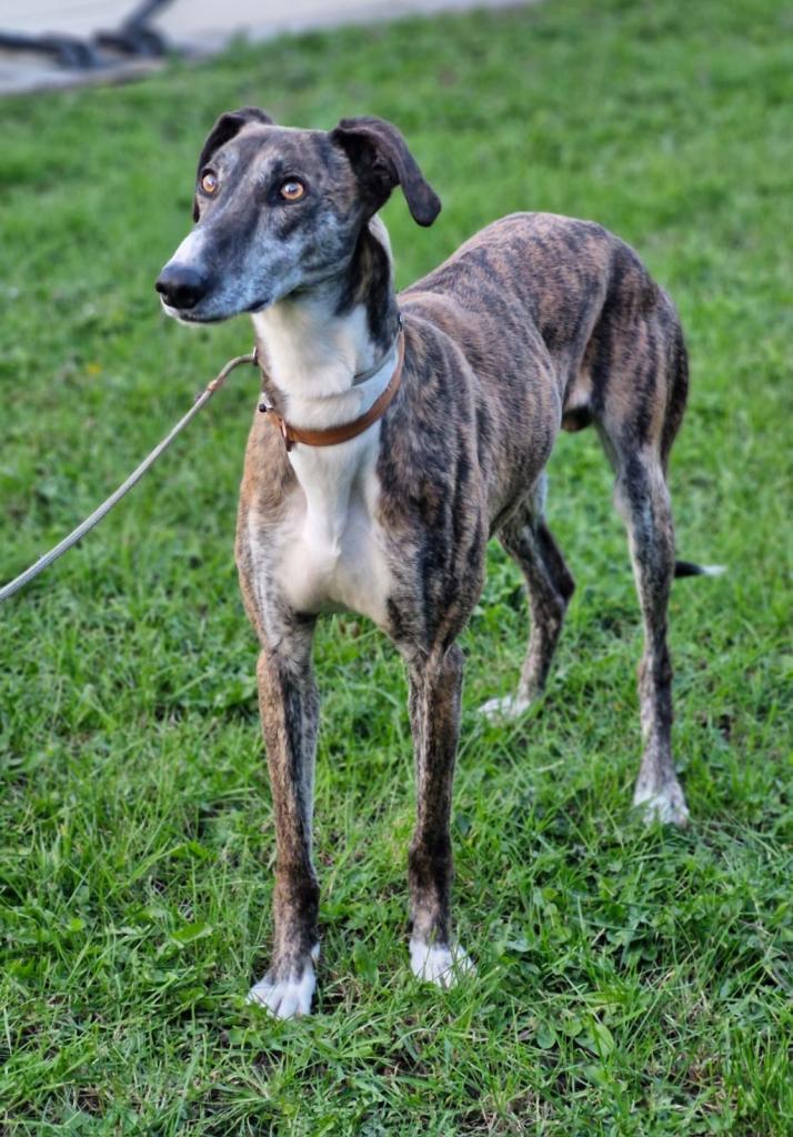 Gorgeous Lurcher Boy “Tiger”
