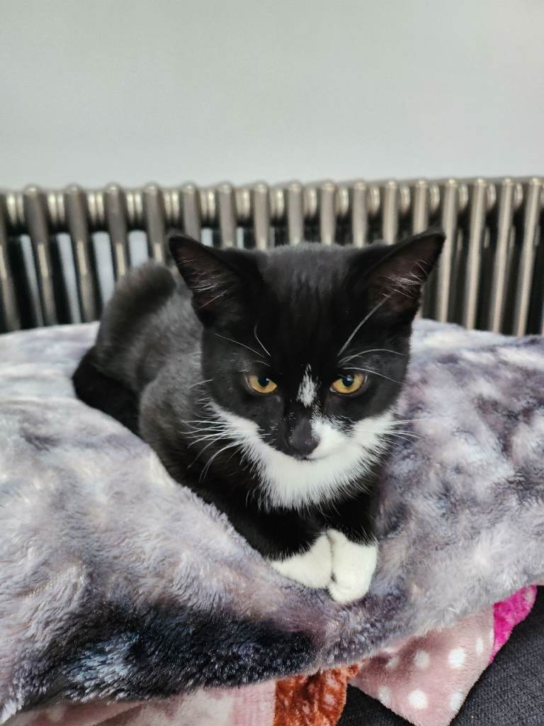 Complete Kitten Starter Set: Meet Zoro (£100)