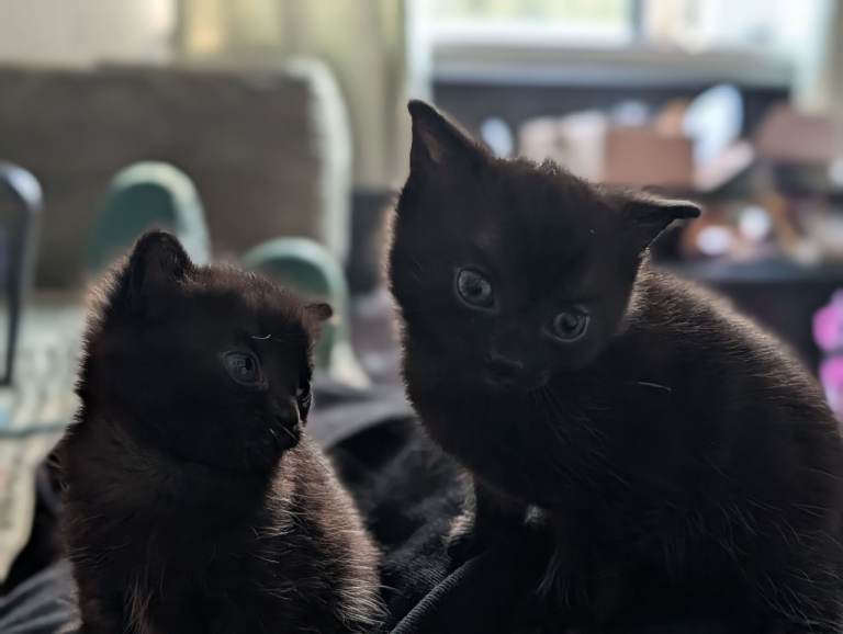 black kittens