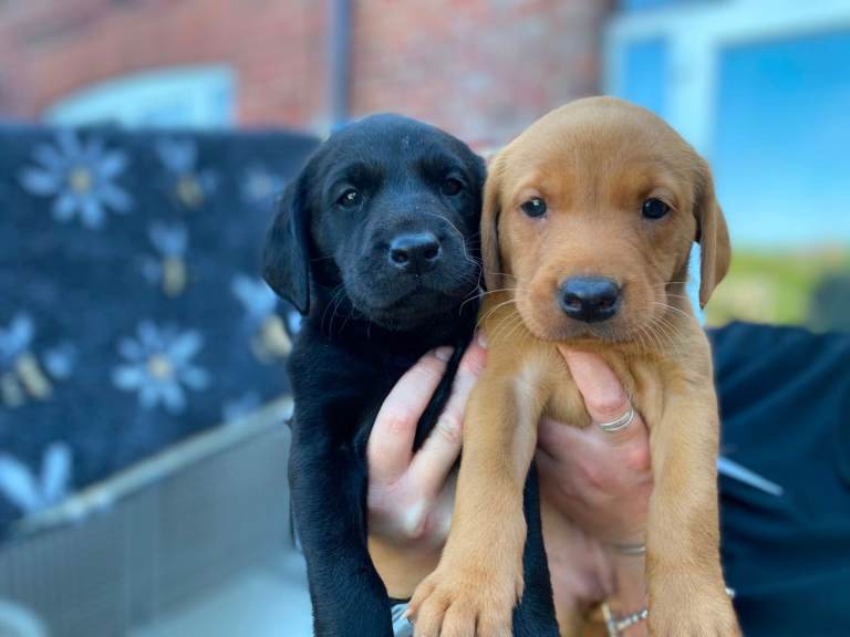 Champion Labrador puppies Health tested and raised in house.