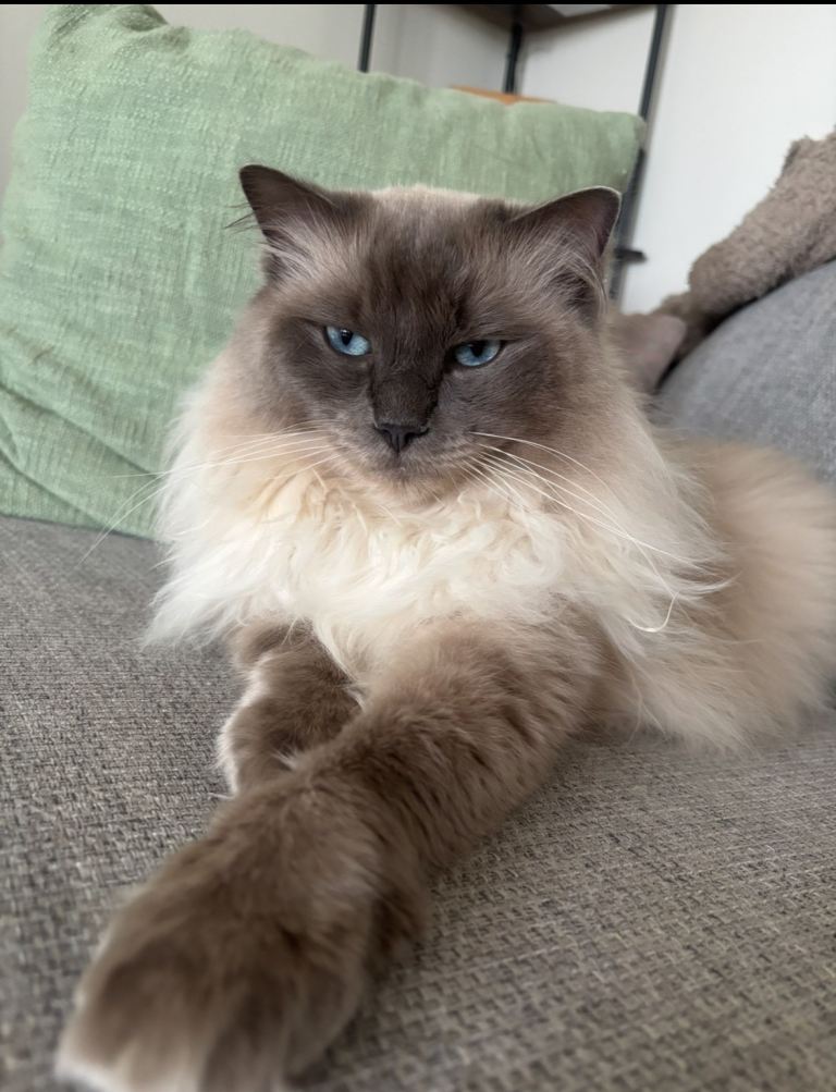 ragdoll looking for his new forever home 