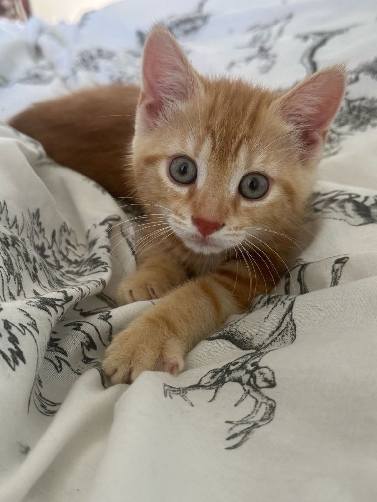 Beautiful sweet loving kittens 