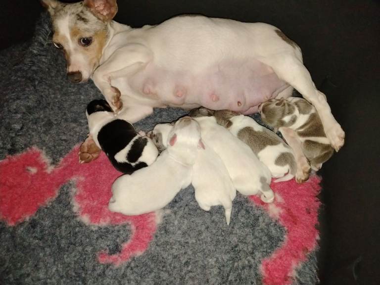 Jack Russell puppies 