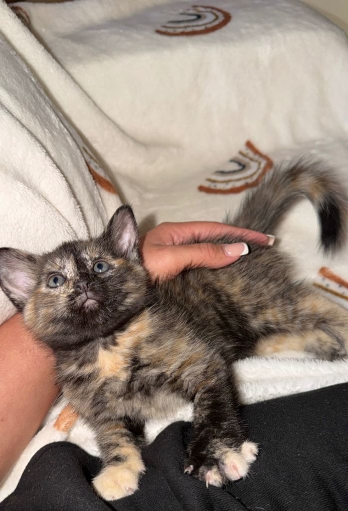 Female kitten ready for new home 