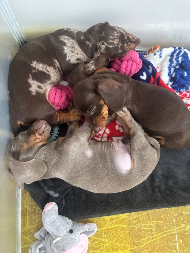 Last 2 Stunning miniature dachshund puppies READY TO LEAVE ❤️