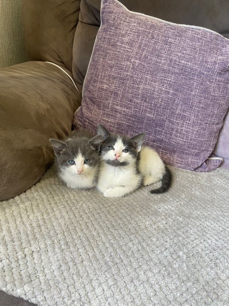 British shorthair x kittens