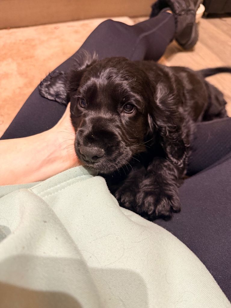 Kc cocker spaniel male puppy