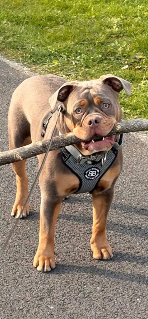 Olde English Bulldogge 